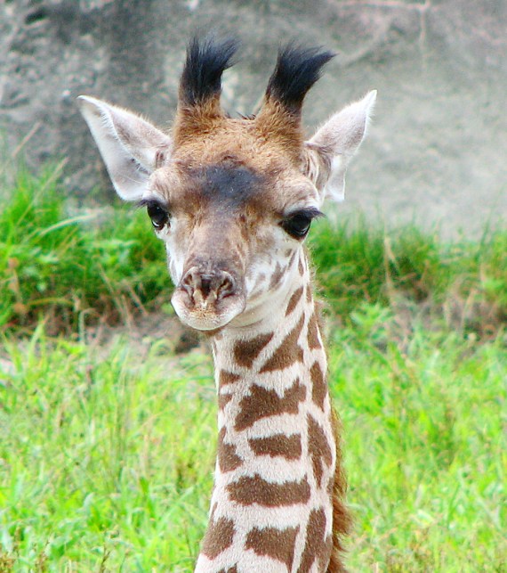 Baby Giraffe via flickr by Jude